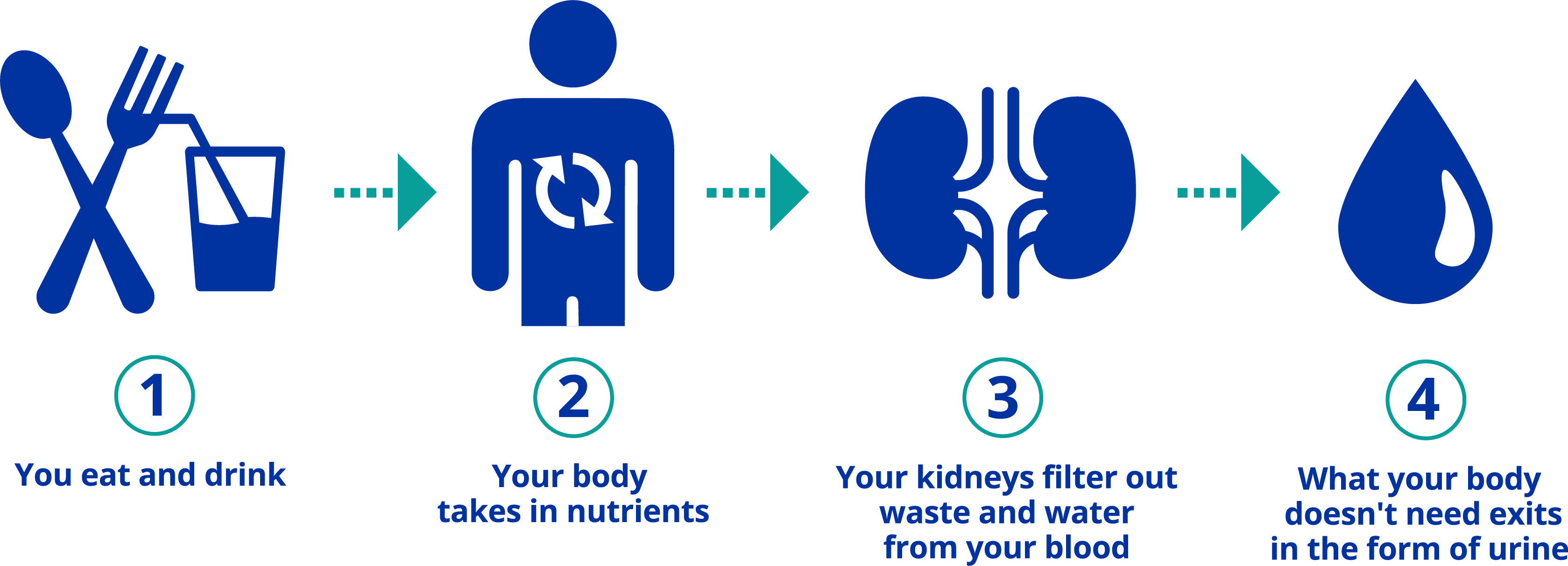 How kidneys function